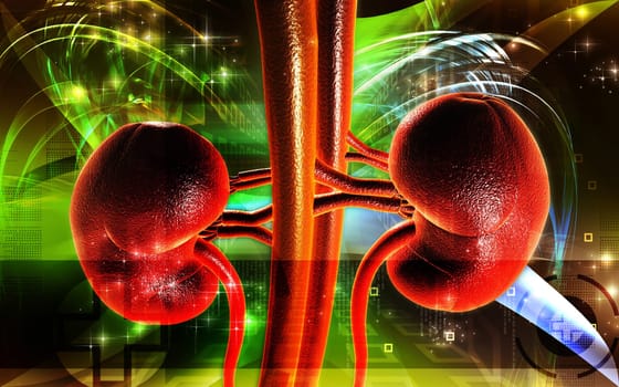 Kidney
