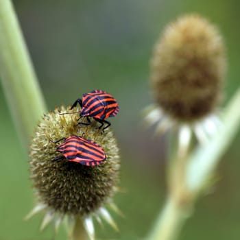 Striped bugs (Graphosoma lineatum) on agave leaf litter (Eryngium agavifolium)