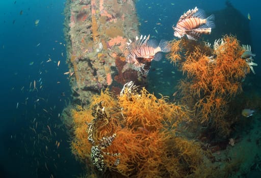 Lionfish at a wreck in Panawan