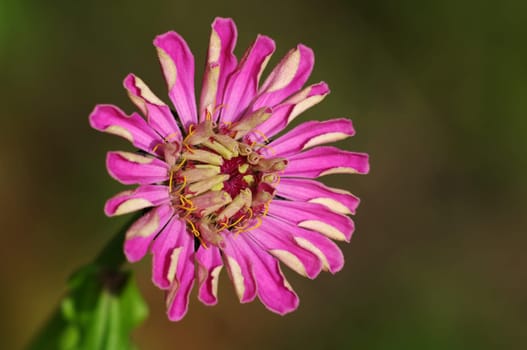 Zinnia