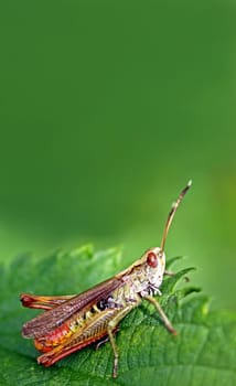 Rufous grasshopper