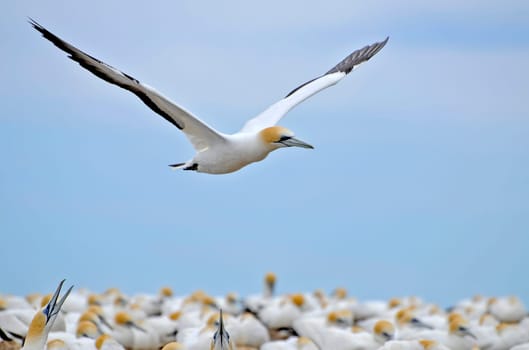 Austral boobies