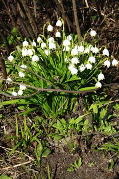 blooming March cup