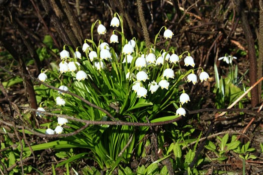 blooming March cup
