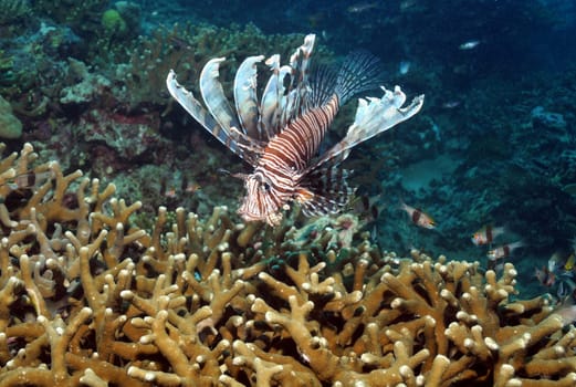 Lionfish hunting