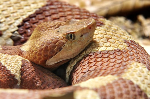 North American copperhead