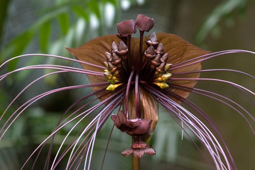 Tacca chantrieri
