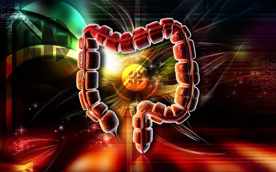 Large intestine
