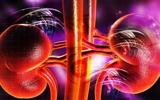 Kidney