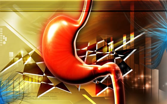 Stomach