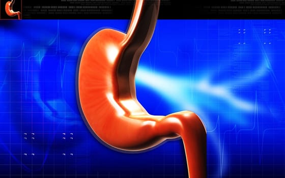 Stomach