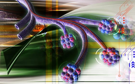 Alveoli
