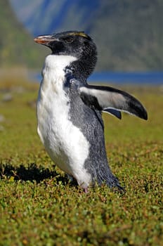 Crested Penguin