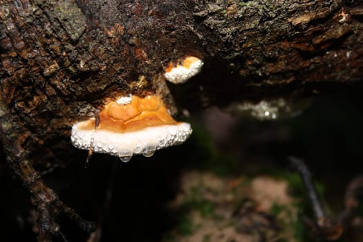 Tree fungus with dewdrops