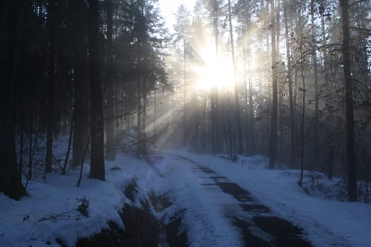 Winter sun in the forest