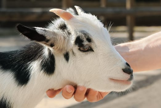 Happy kid is petted