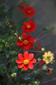 Mignon dahlias