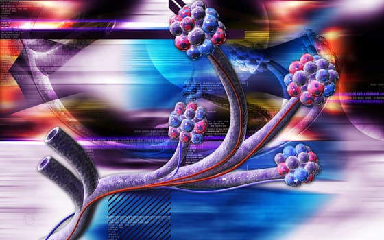 Alveoli