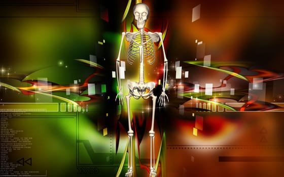 human skeleton