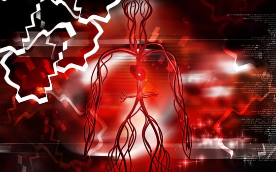 Vascular system
