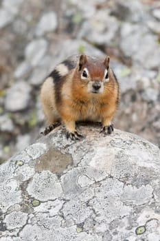 Golden-mantled ground squirrel, spermophilus lateralis