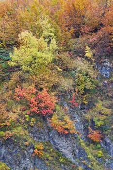 Autumn colors in the forest