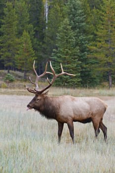 Bull elk, cervus canadensis