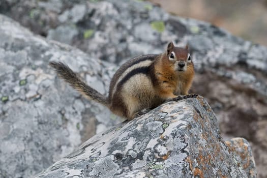 Golden-mantled ground squirrel, spermophilus lateralis
