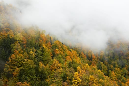 Autumn colors