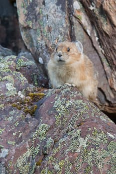 American Pika, ochotona princeps