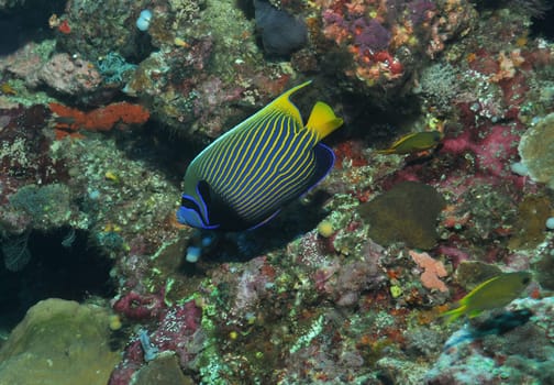 Emperor Angelfish