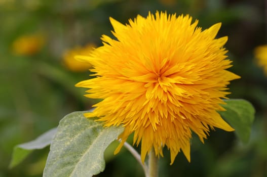 Stuffed sunflower,Helianthus annuus,sunflower