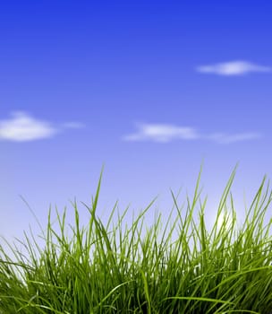Fresh green grass