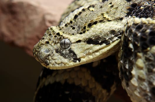 Puff Adder