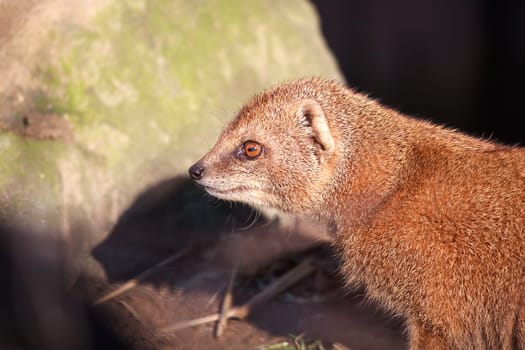 Yellow mongoose