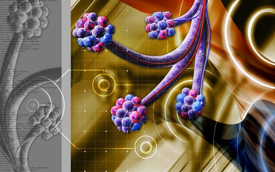Alveoli
