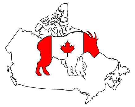 Mountain goat Canada