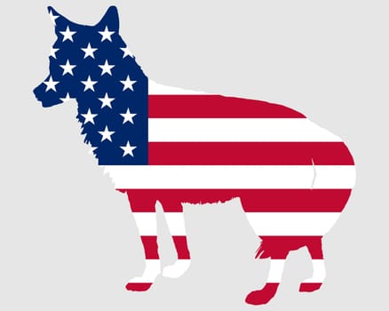 Coyote USA