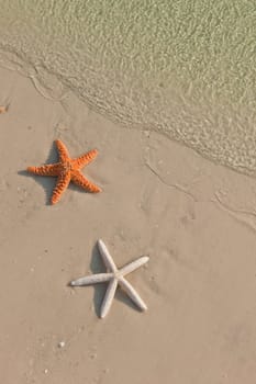 Couple of starfish on a tropical beach, tide coming in
