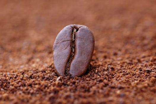 Coffee bean in the spotlight
