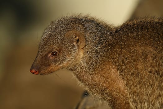 Mongoose Portrait