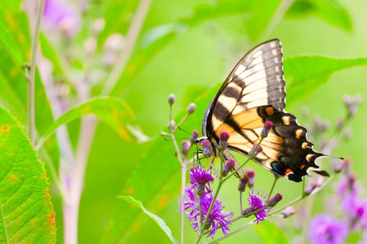 Tiger Swallowtail Butterfly