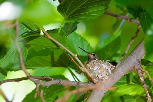 Hummingbird Nest