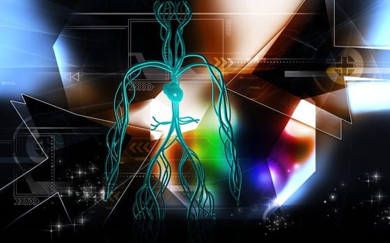 Vascular system