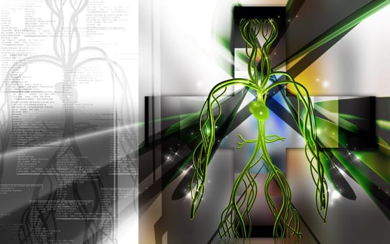 Vascular system