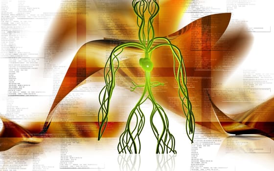 Vascular system