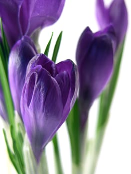 crocus on a white background