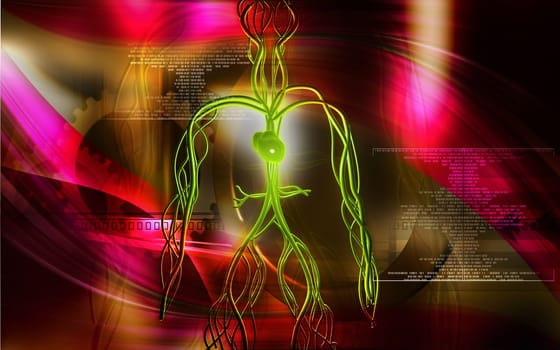 Vascular system