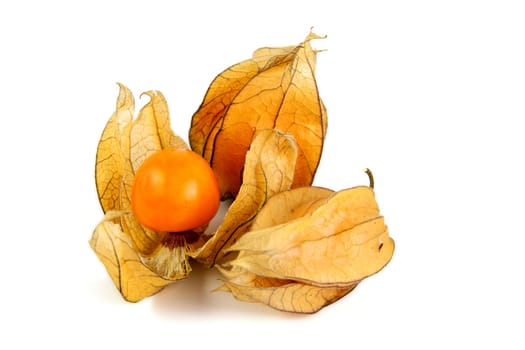 Physalis