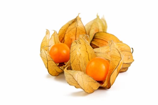 Physalis